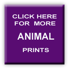 More Animal Prints