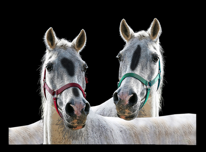 TWOwhiteHorsesSMW