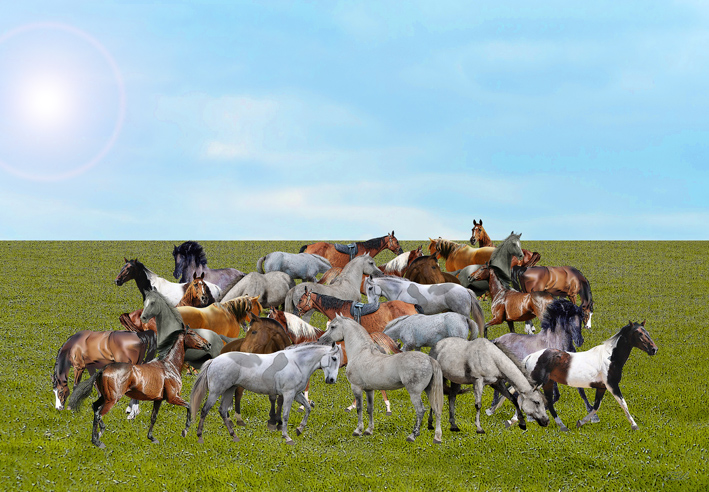 horsesinfieldSMW